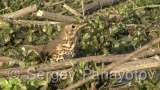 Video of Song Thrush - Song Thrush is eating in the forest